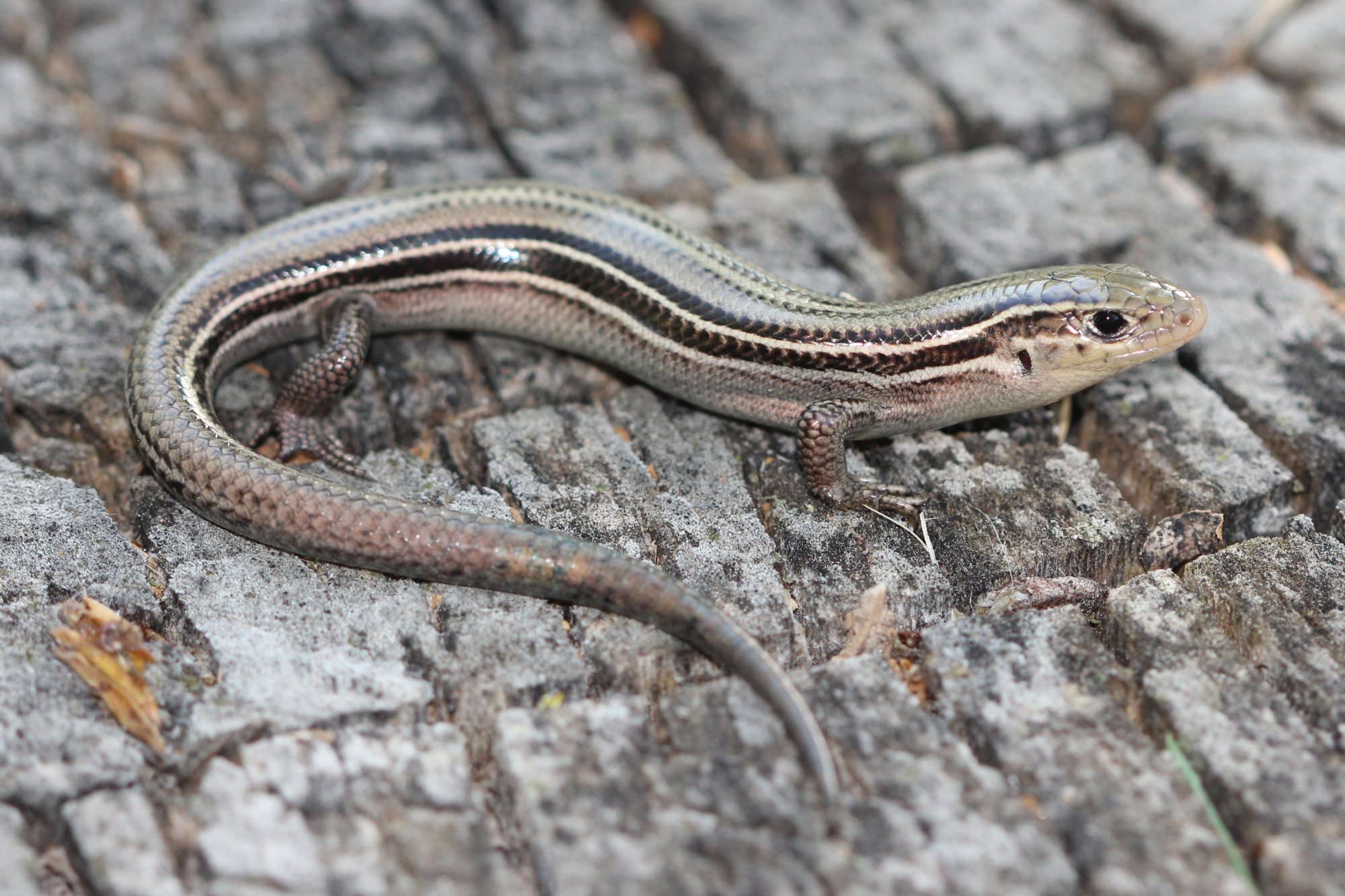northern prairie skink