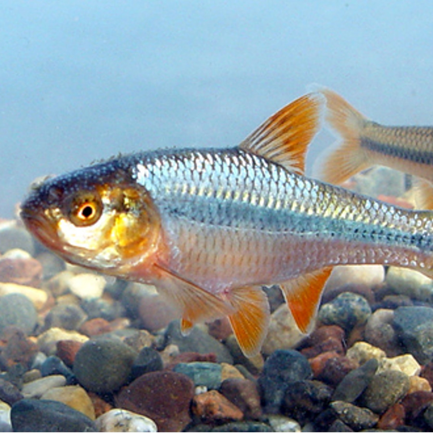topeka shiner (notropis topeka) in Shallow, clear streams with sandy substrates and slow currents