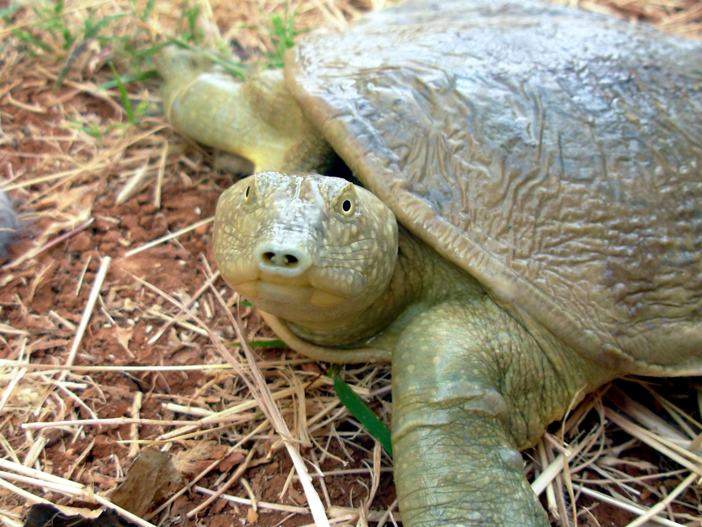 euphrates softshell turtle