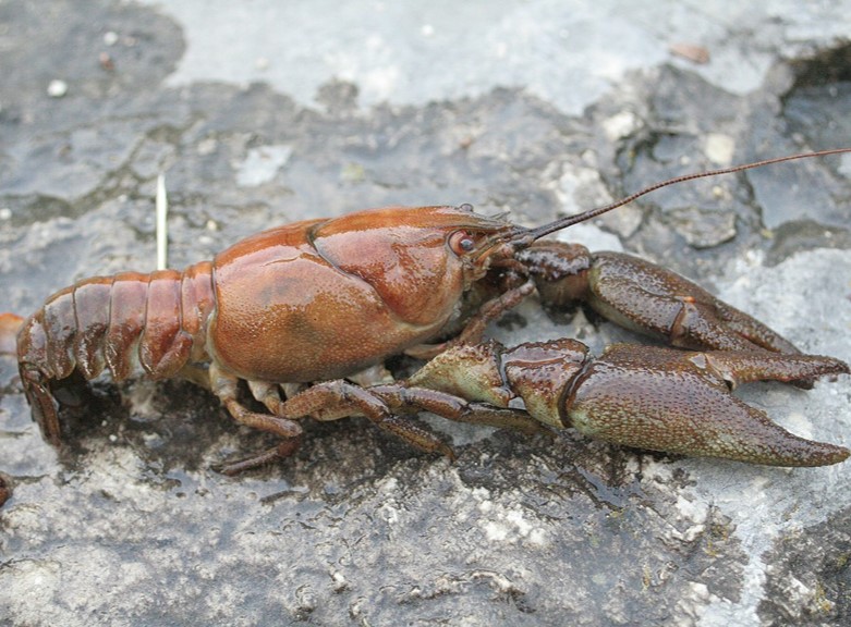 white-clawed crayfish (austropotamobius pallipes) in Typically found in clean, well-oxygenated freshwater habitats such as streams, rivers, and lakes