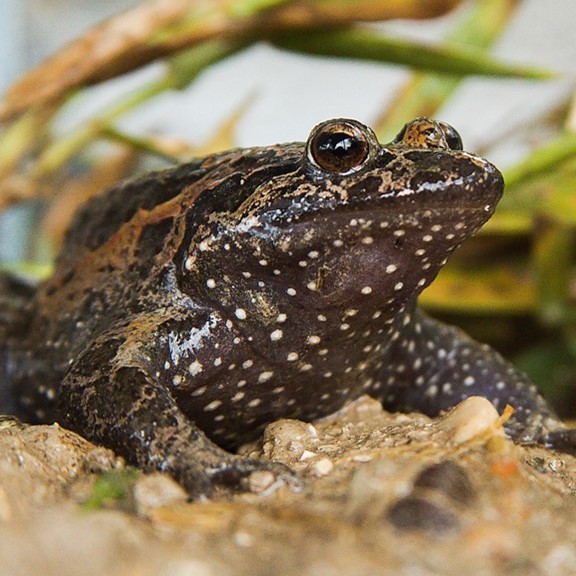 hula painted frog (latonia nigriventer) in Freshwater marshes, ponds, and wetlands with dense vegetation