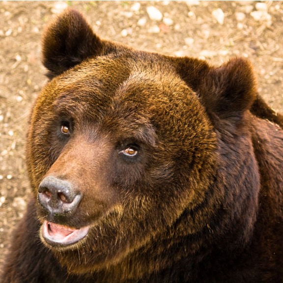 marsican brown bear (ursus arctos marsicanus) in Dense deciduous and coniferous forests in the central Apennines