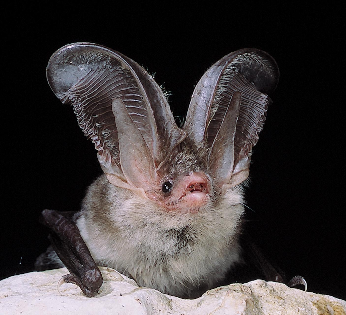 sardinian long-eared bat