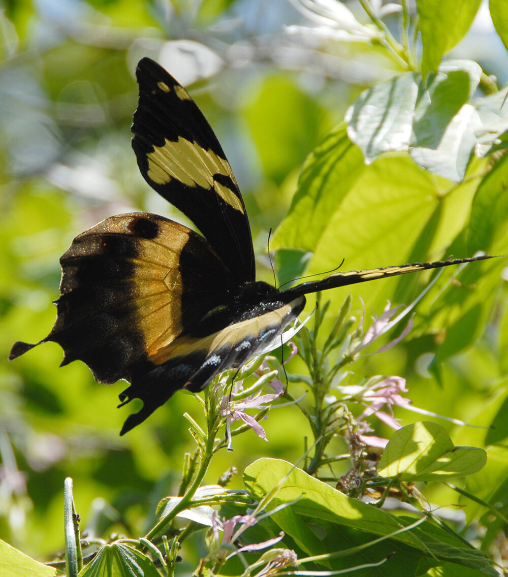 jamaican swallowtail butterfly