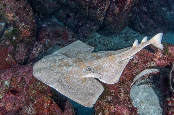 japanese angelshark