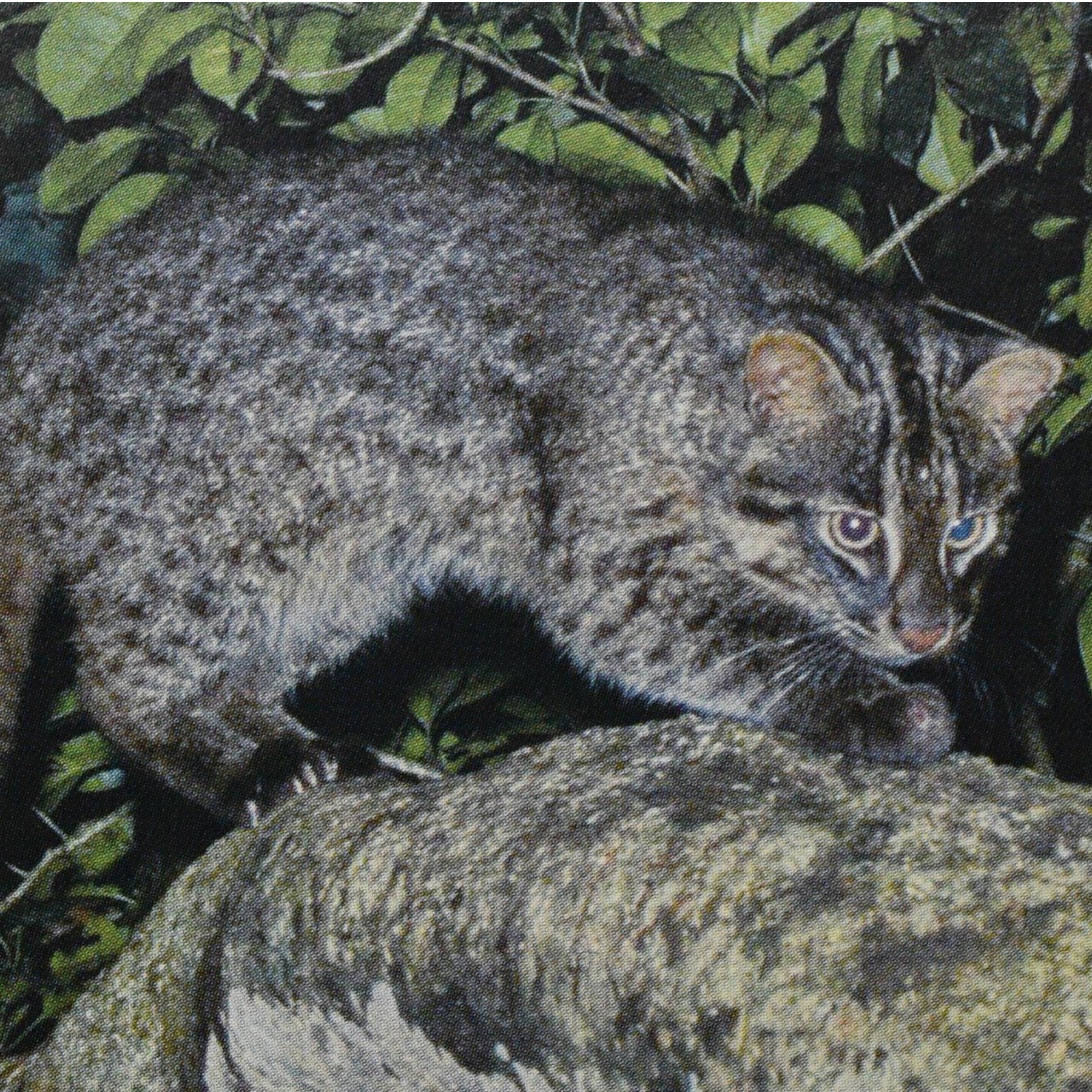 iriomote cat (prionailurus bengalensis iriomotensis) in dense subtropical forests and mangrove swamps of Iriomote Island, where they rely on dense vegetation for cover and hunting