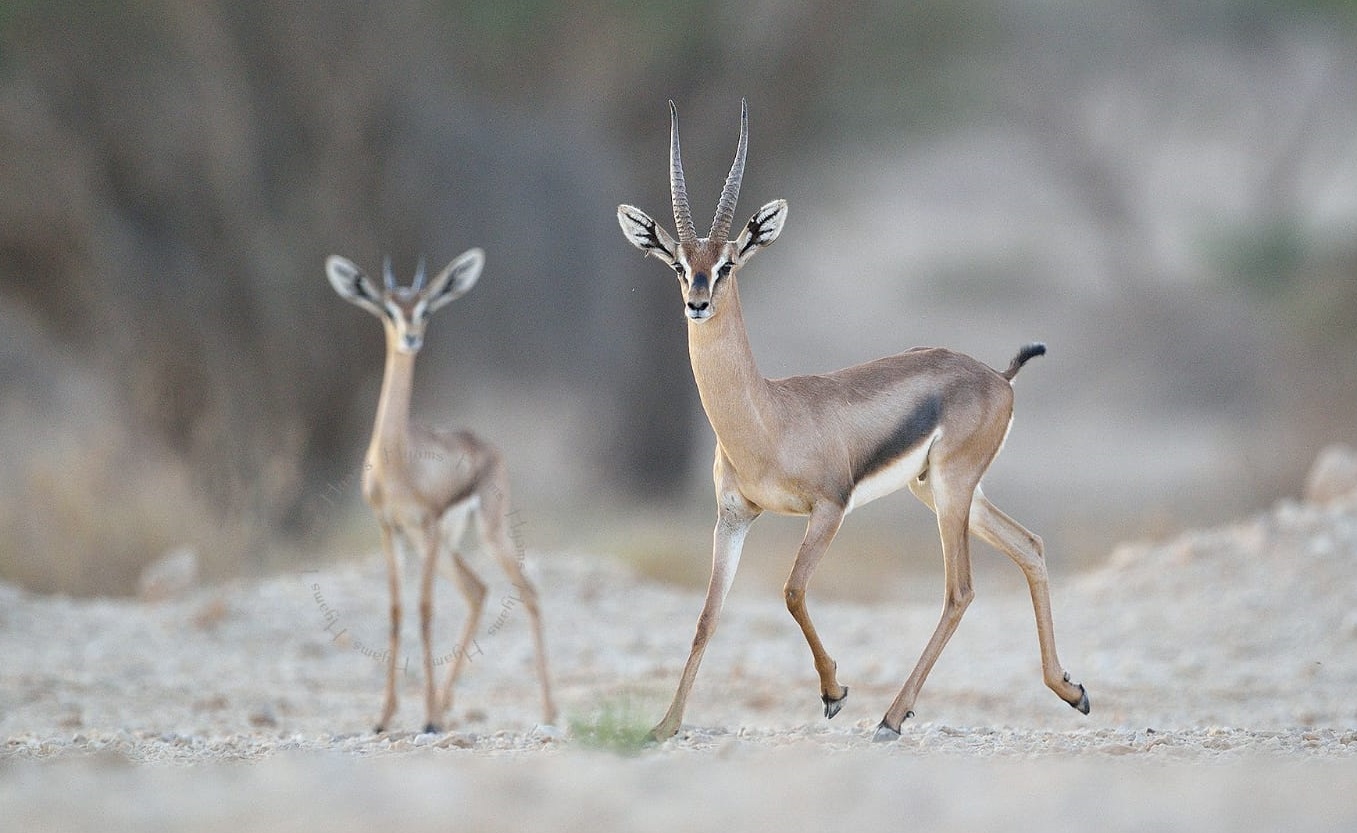 acacia gazelle (gazella gazella acaciae) in Grassland, Shrubland, and Desert