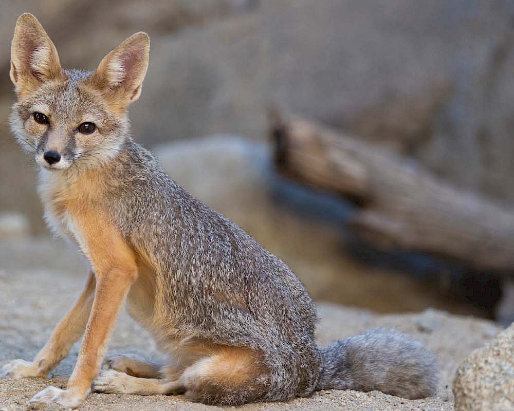 swift fox