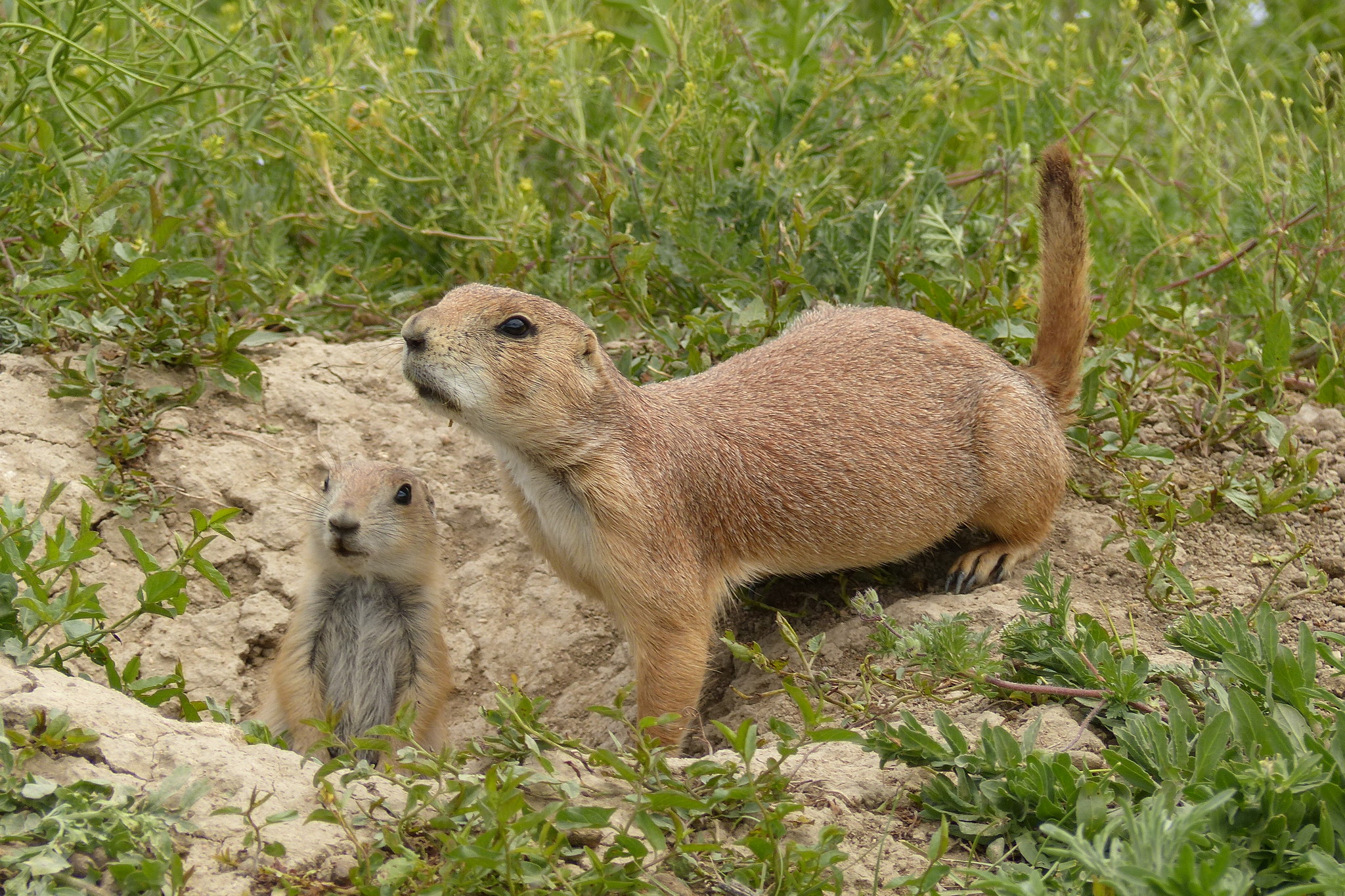 black-tailed prairie dog (cynomys ludovicianus) in Short-grass prairies