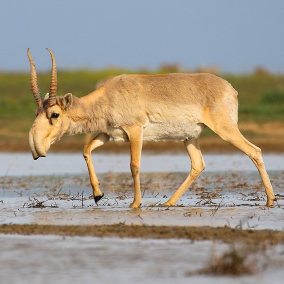 saiga (saiga tatarica) in Grasslands, steppes, semi-deserts, and deserts