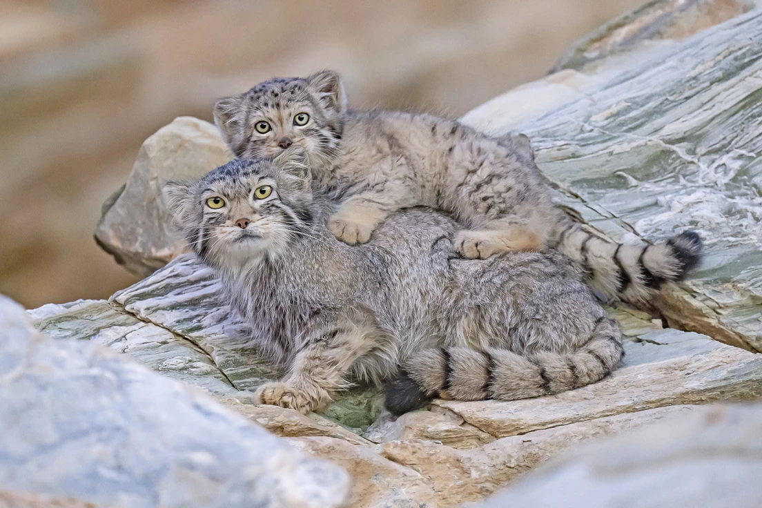 pallas's cat