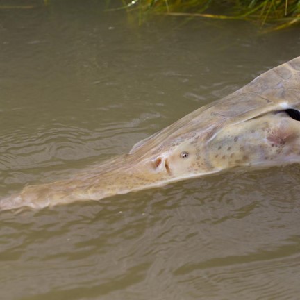 pallid sturgeon (scaphirhynchus albus) in Inhabits large, turbid rivers of the of the Missouri and Mississippi river systems, and prefers areas with strong currents and sand or gravel bottoms.