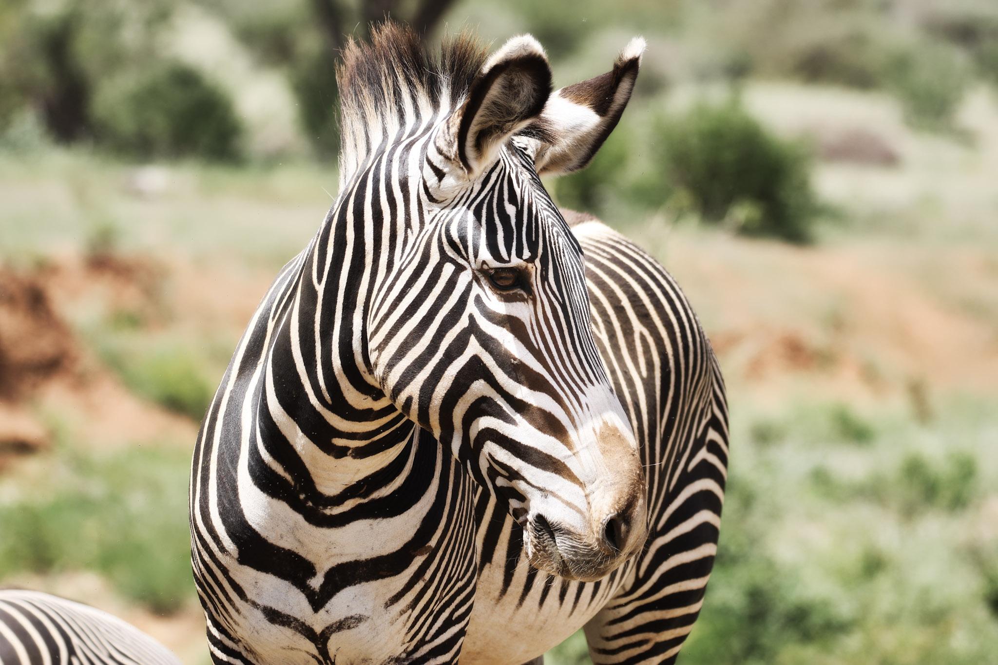 grevy's zebra