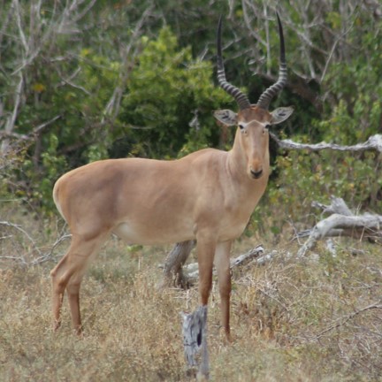hirola (beatragus hunteri) in Occupies semi-arid grasslands and savannas, with a preference for areas with short grasses and scattered shrubs.