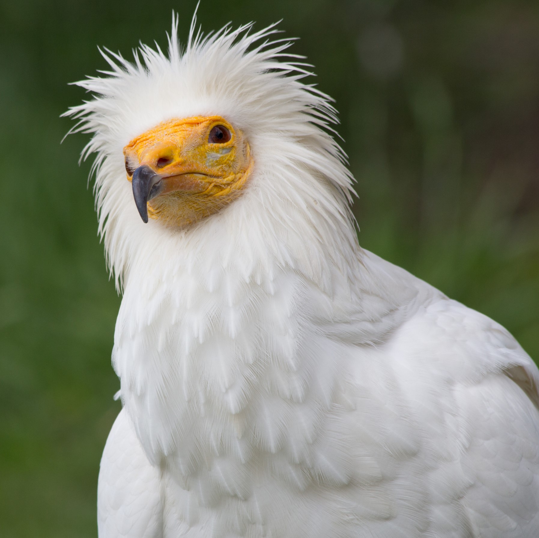 egyptian vulture (neophron percnopterus) in Variety of open habitats, including steppes, grasslands, deserts, and mountainous areas.