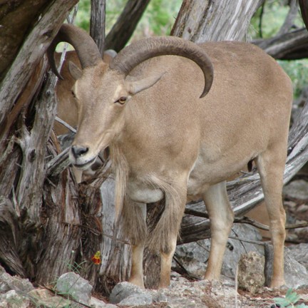 Aoudad (ammotragus lervia) in arid, rocky mountainous regions and steep cliffs