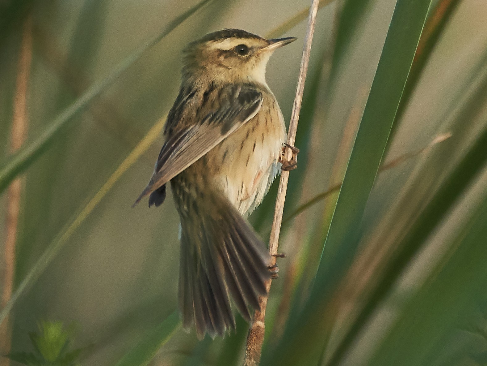 aquatic warbler