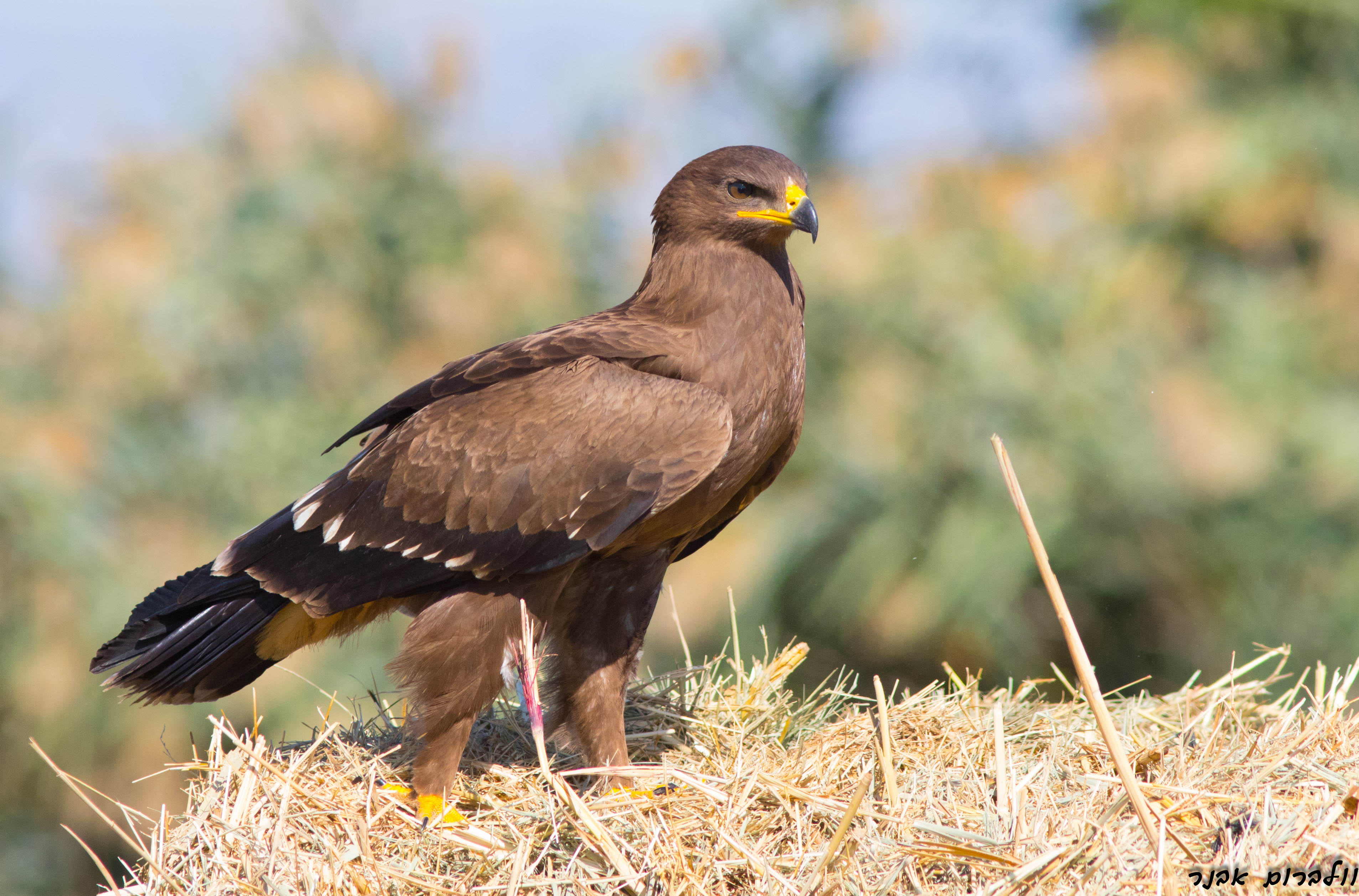 lesser spotted eagle (clanga pomarina) in inhabit a variety of wooded habitats, including forests, woodlands, and wooded steppes
