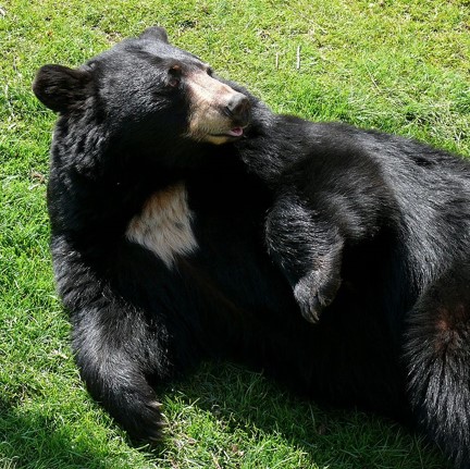 louisiana black bear (ursus americanus luteolus) in Bottomland hardwood forests and swamps