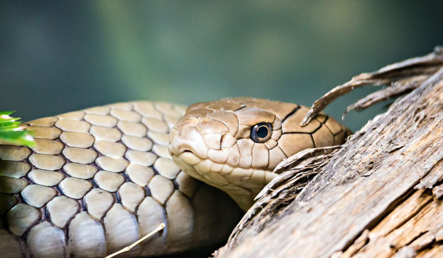 louisiana pine snake (pituophis ruthveni) in Pine forests in Louisiana and Texas