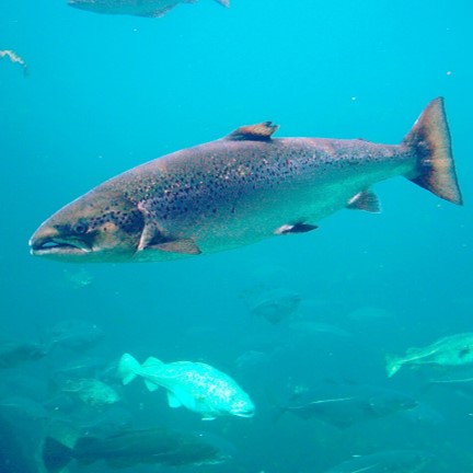atlantic salmon (salmo salar) in Both freshwater and marine environments during their life cycle