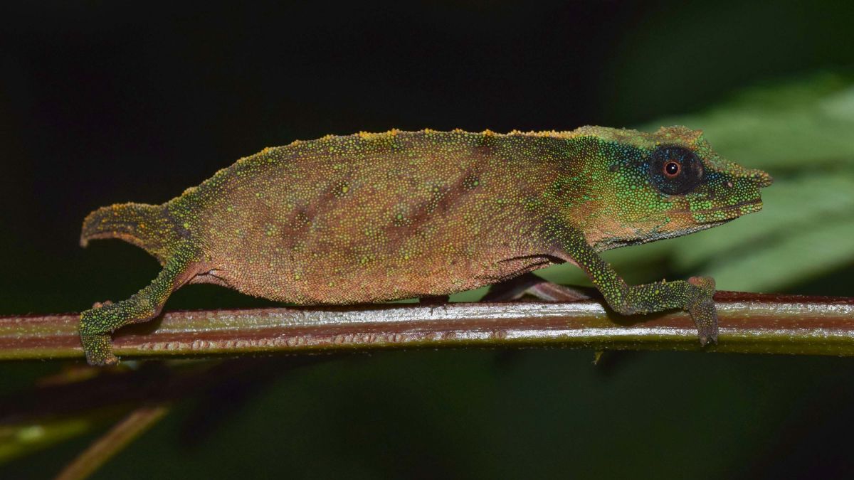 chapman's pygmy chameleon