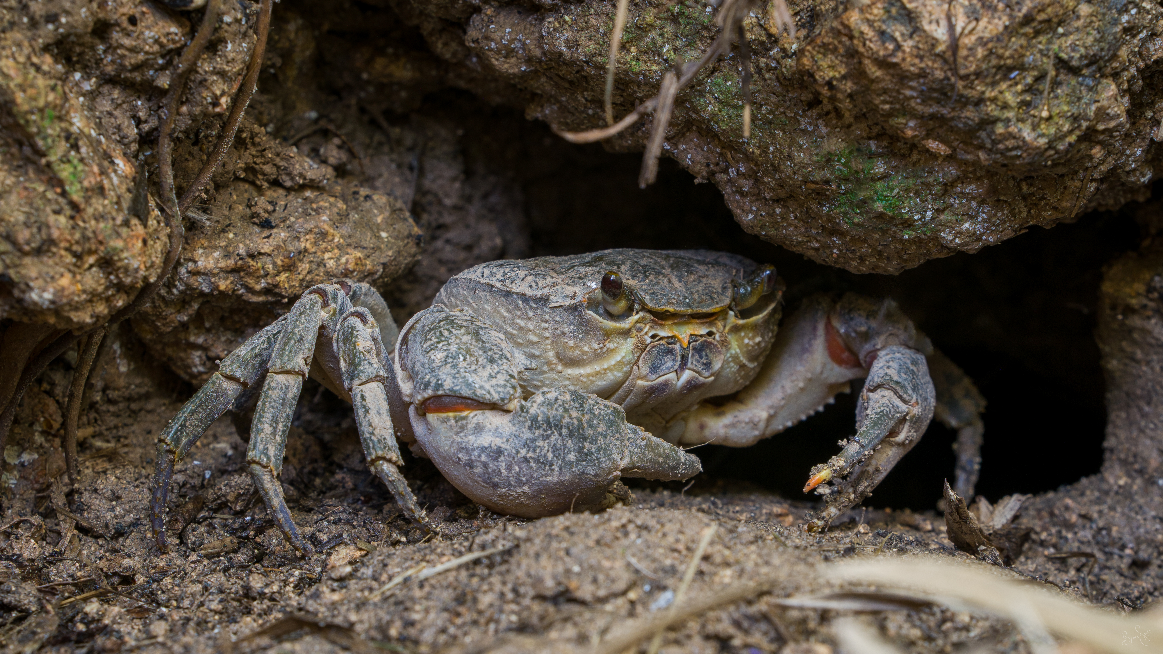 maltese freshwater crab