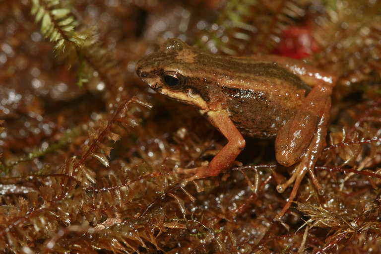 martinique volcano frog