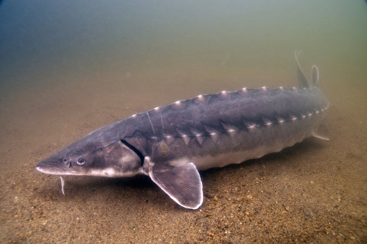 shortnose sturgeon (acipenser brevirostrum) in Freshwater rivers and estuaries along the Atlantic coast of North America, preferring deep, swift-moving waters with sandy or gravelly bottoms