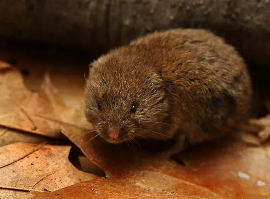 beach vole (microtus breweri) in Coastal sand dunes and grasslands
