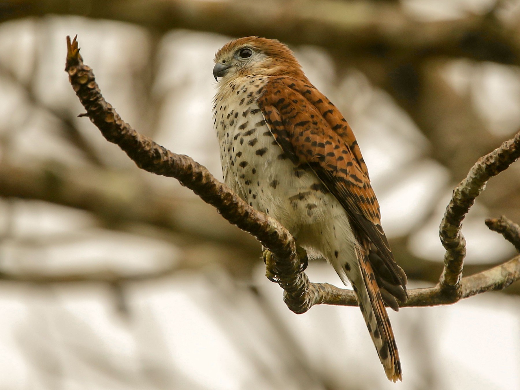 mauritius kestrel