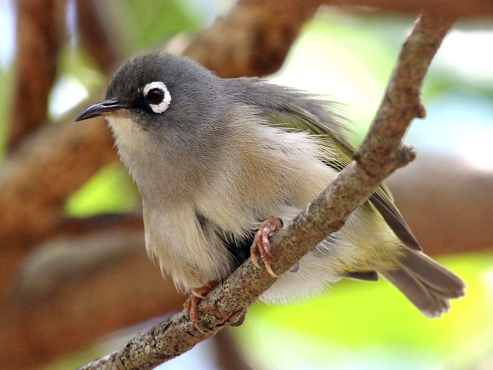 mauritius olive white-eye