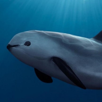 'vaquita purpoise (phocoena sinus) in Shallow, murky waters less than 30 meters deep
