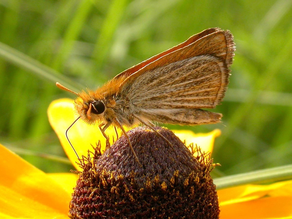 poweshiek skipperling