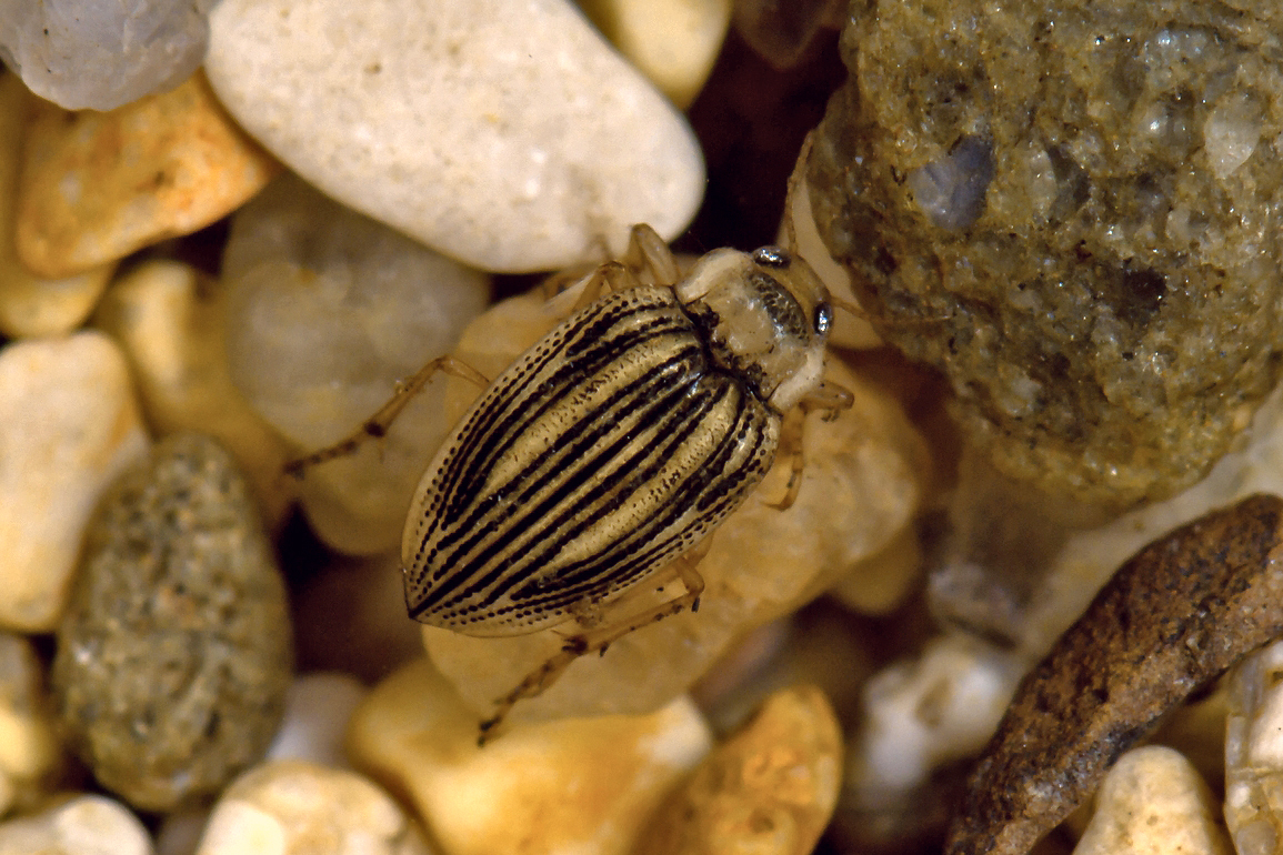 hungerford's crawling water beetle