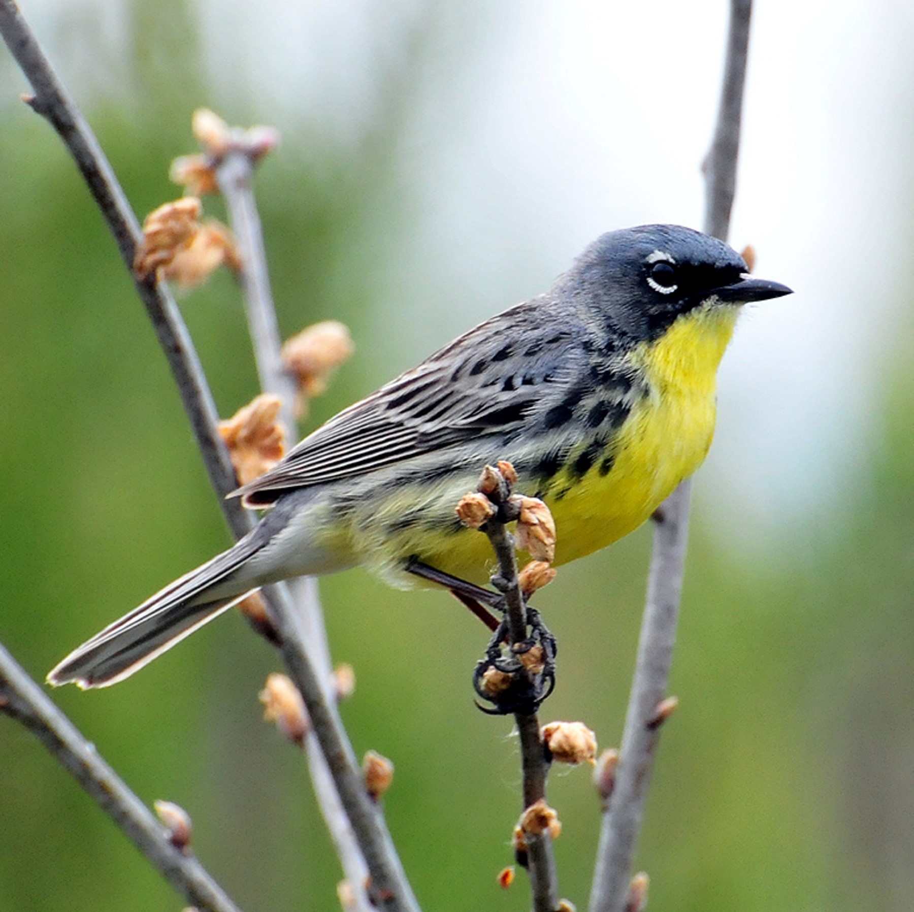 kirtland's warbler (setophaga kirtlandii) in Young jack pine forests that are 5 to 20 years old, with dense undergrowth.
