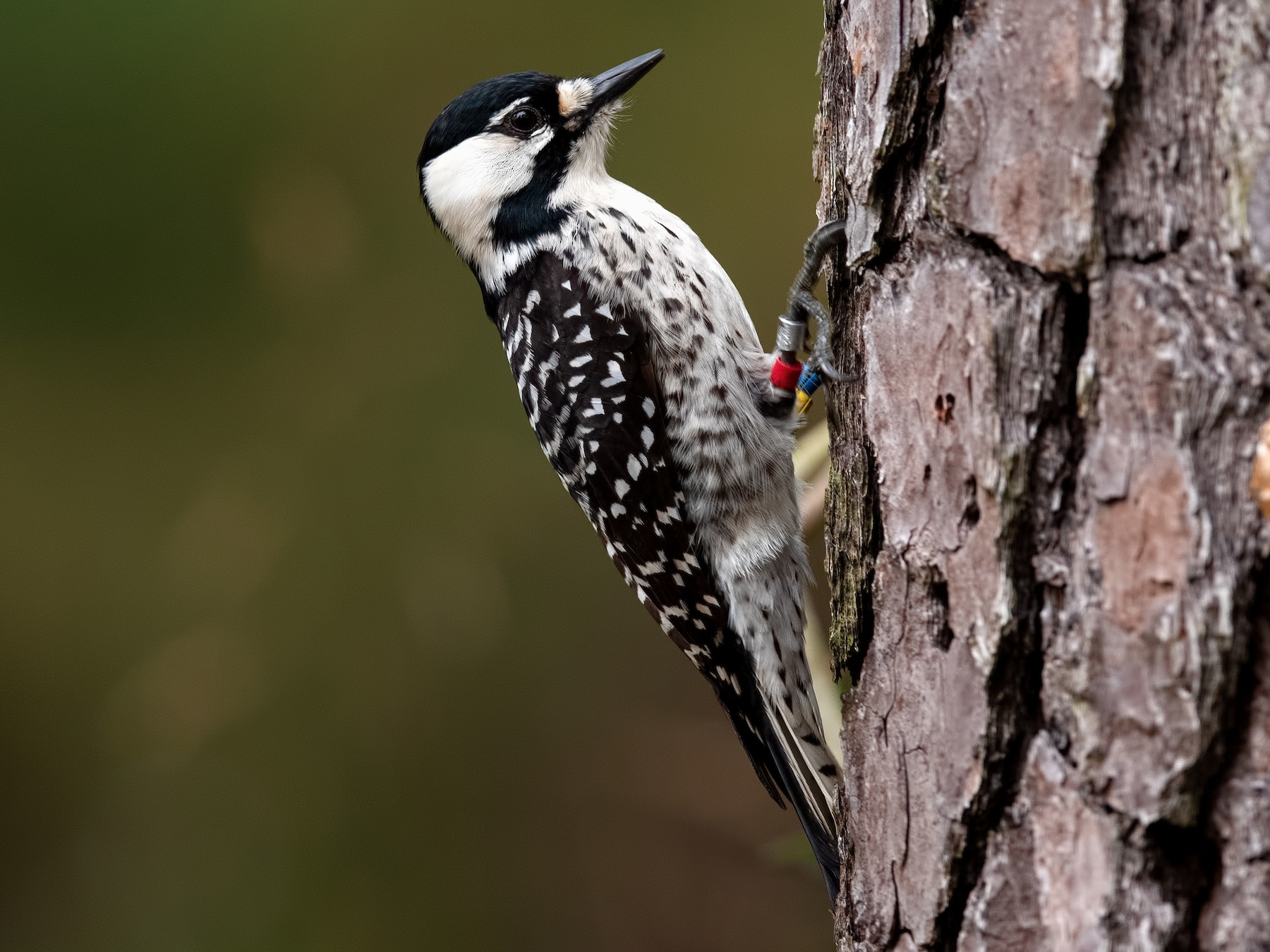 red-cockaded woodpecker (leuconotopicus borealis) in Pine forests, specifically longleaf pine ecosystems