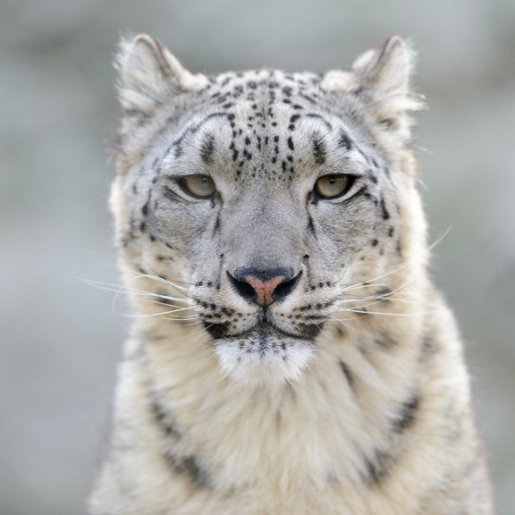 'snow leopard (panthera uncia) in rugged mountain landscapes at elevations ranging from 3,000 to 5,500 meters (9,800 to 18,000 feet), where they traverse rocky cliffs, alpine meadows, and sparse forests in search of prey