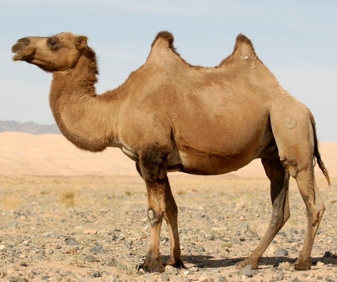 wild camel (camelus ferus) in remote desert and semi-desert regions of China and Mongolia, where they rely on sparse vegetation and water sources for survival