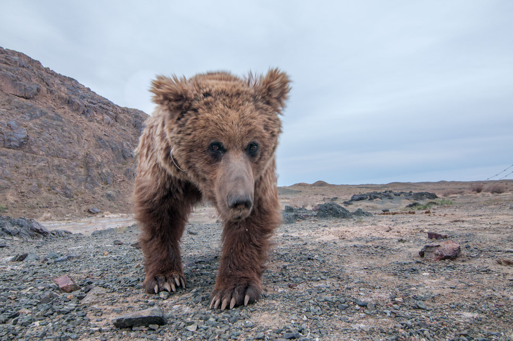 gobi bear