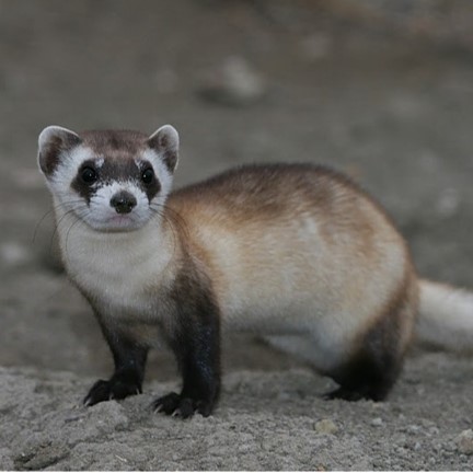 Species Image