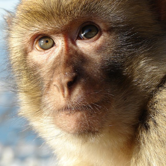 barbary macaque (macaca sylvanus) in Cedar, oak, and mixed forests in mountainous areas, often at elevations between 400 and 2,300 meters.