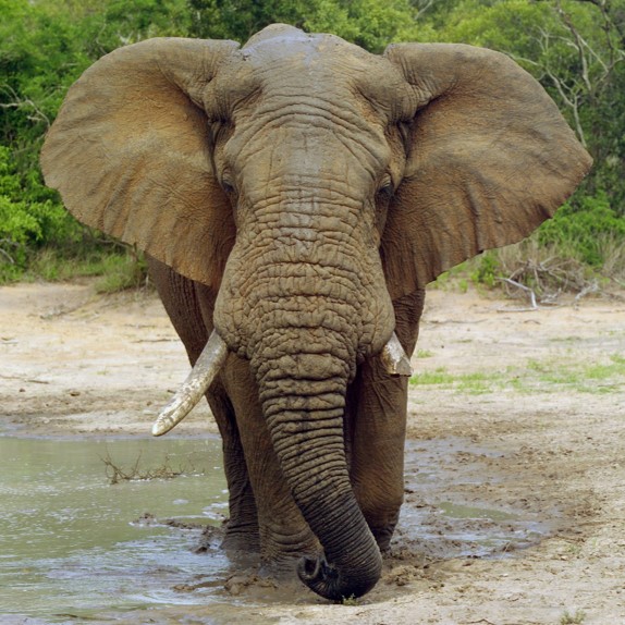 african savanna elephant (loxodonta africana) in Inhabits a variety of habitats, including savannas, grasslands, forests, and woodlands across sub-Saharan Africa.
