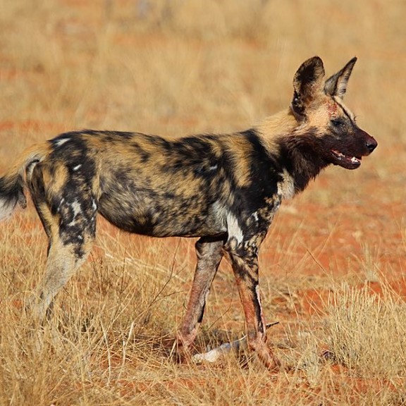 african wild dog (lycaon pictus) in As generalist predators, they occupy a range of habitats including grasslands, savannas, and woodland areas.