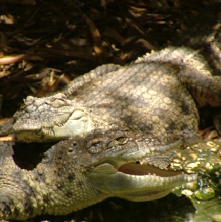 siamese crocodile (crocodylus siamensis) in Freshwater environments such as rivers, lakes, marshes, and swamps.