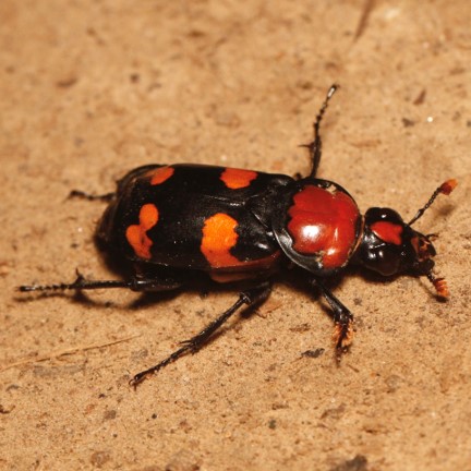 american burying beetle (nicrophorus americanus) in Grasslands and forests of North America