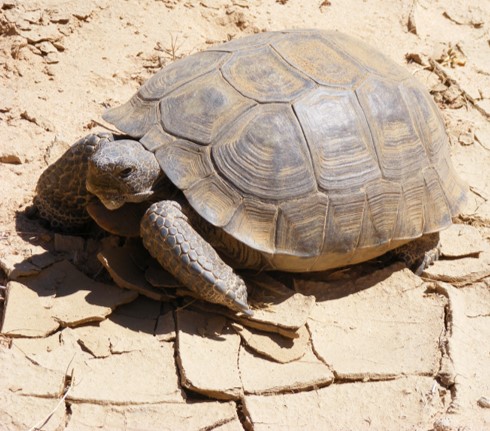 'mojave desert tortoise (gopherus agassizii) in Desert Scrublands and Arid Grasslands in the Mojave Desert