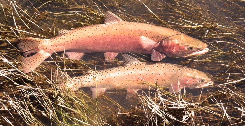 lahontan cutthroat trout