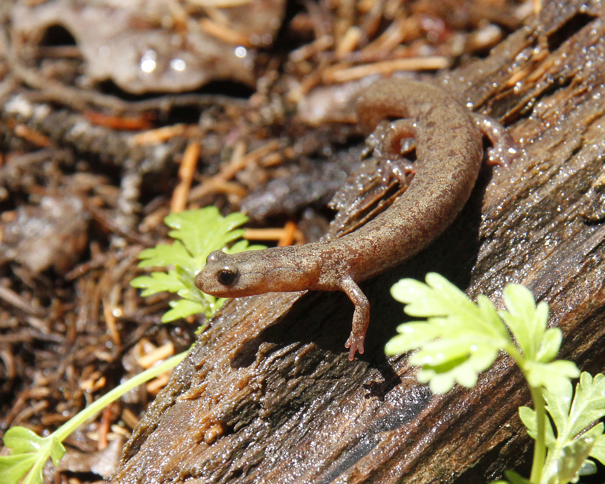 jemez mountains salamander