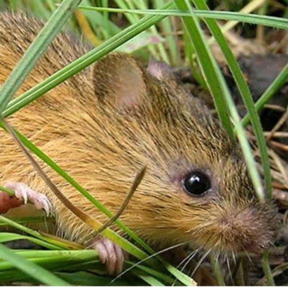 new mexico meadow jumping mouse (zapus hudsonius luteus) in moist, streamside meadows at elevations between 1,400 and 2,500 meters.